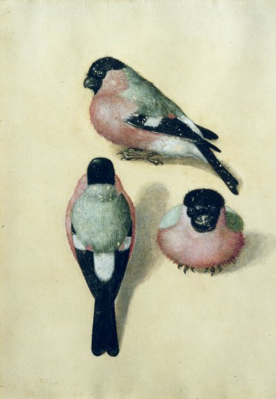 Tres estudios de un camachuelo (acuarela y gouache sobre papel) de Albrecht Dürer